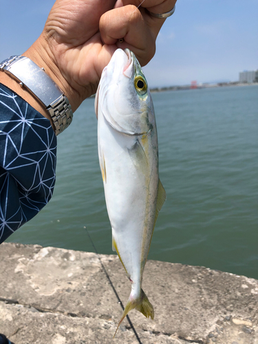 イナダの釣果