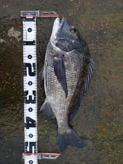 クロダイの釣果