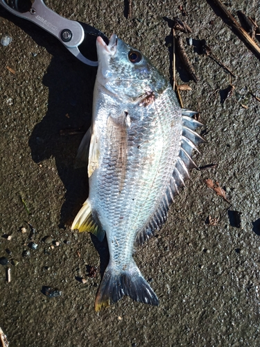 キチヌの釣果