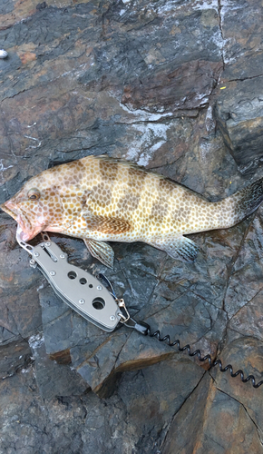 オオモンハタの釣果