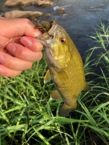 スモールマウスバスの釣果