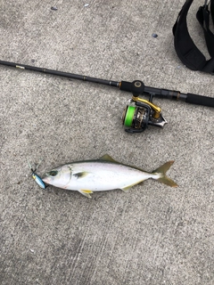 イナダの釣果