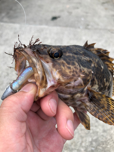 タケノコメバルの釣果