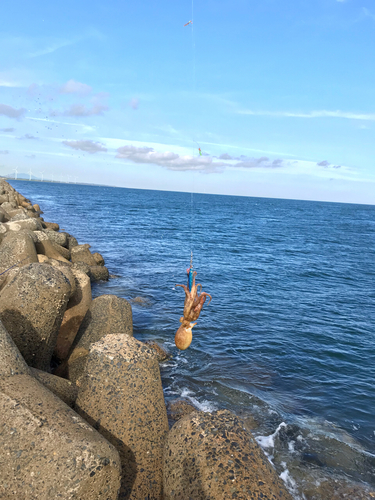 タコの釣果