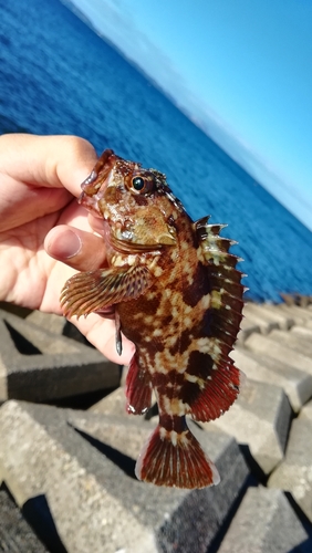 ガシラの釣果