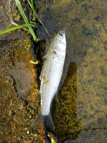 ボラの釣果