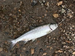 カラフトマスの釣果