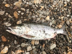 カラフトマスの釣果