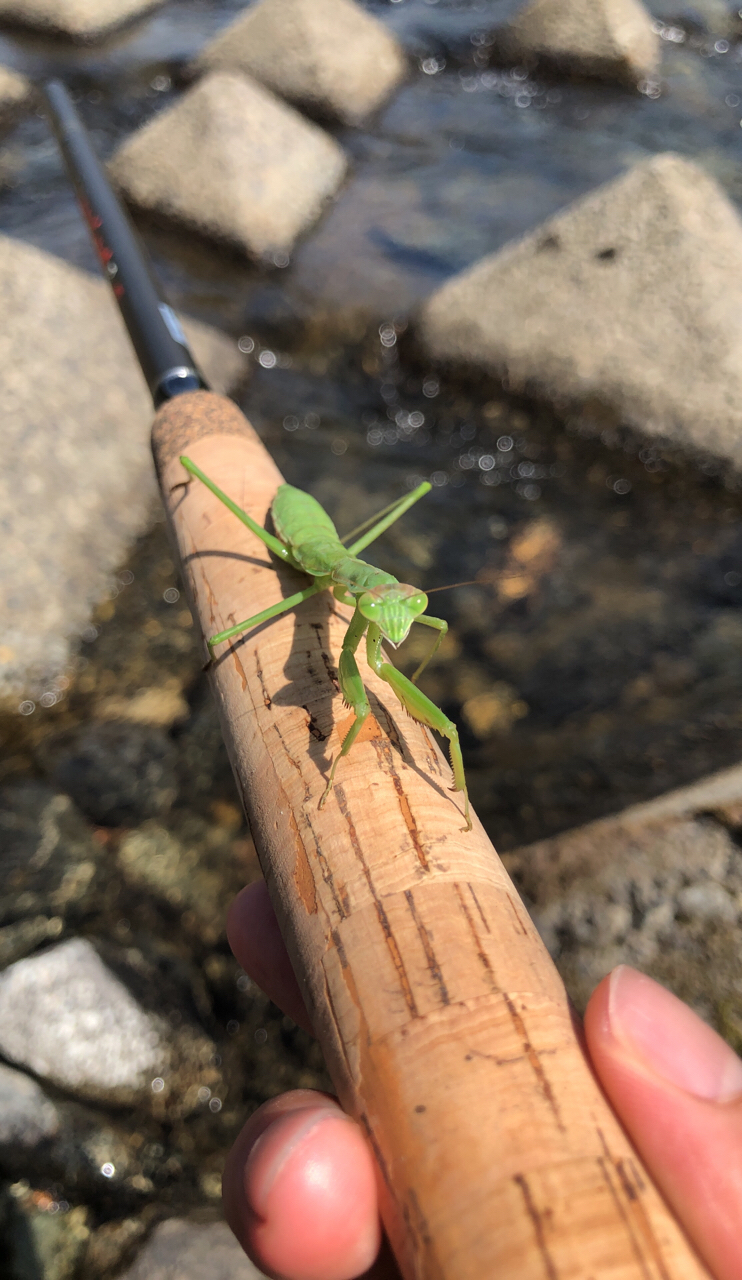 カマキリ