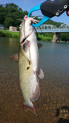 ナマズの釣果