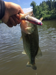 ブラックバスの釣果