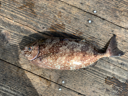 アイゴの釣果