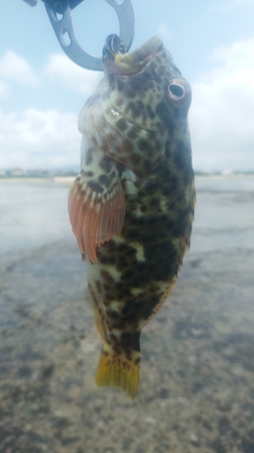 イソゴンベの釣果