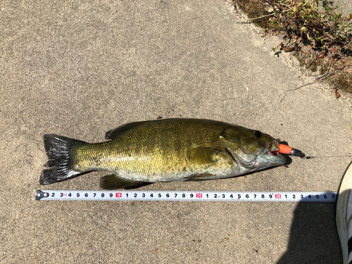 スモールマウスバスの釣果