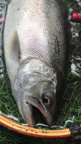 ヤマメの釣果