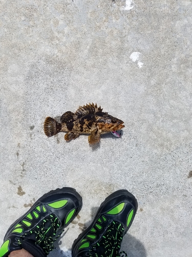 タケノコメバルの釣果