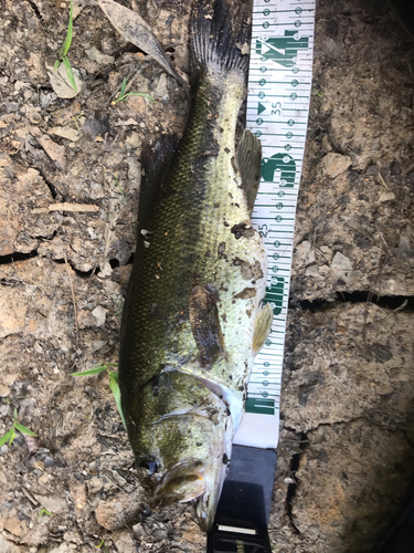 ブラックバスの釣果