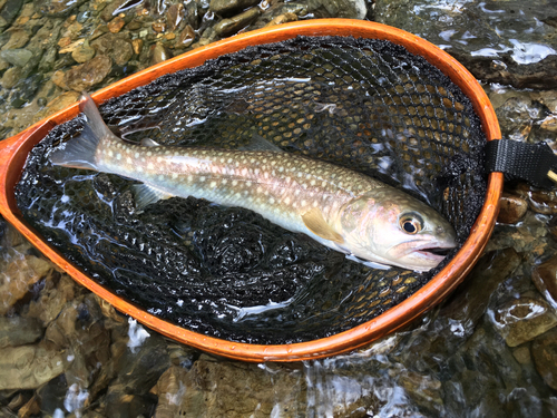 イワナの釣果