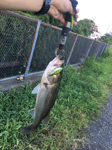 フッコ（マルスズキ）の釣果