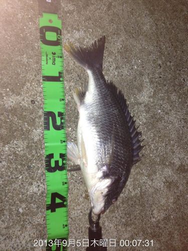 チヌの釣果