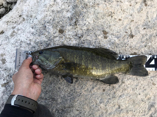 スモールマウスバスの釣果