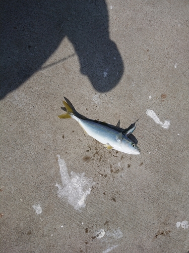 ワカシの釣果