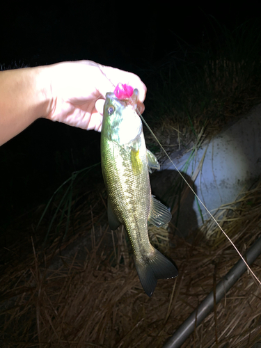 ラージマウスバスの釣果