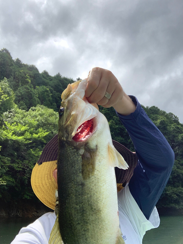 ブラックバスの釣果