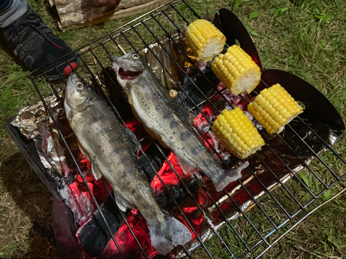 ヤマメの釣果