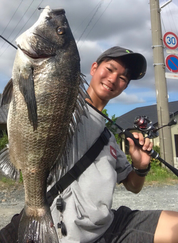 チヌの釣果