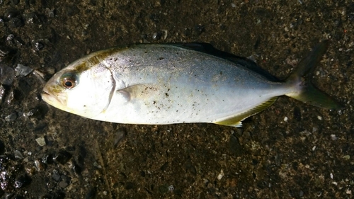 カンパチの釣果