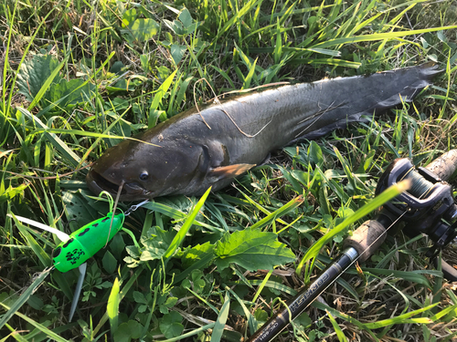 ナマズの釣果