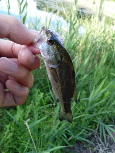 ラージマウスバスの釣果