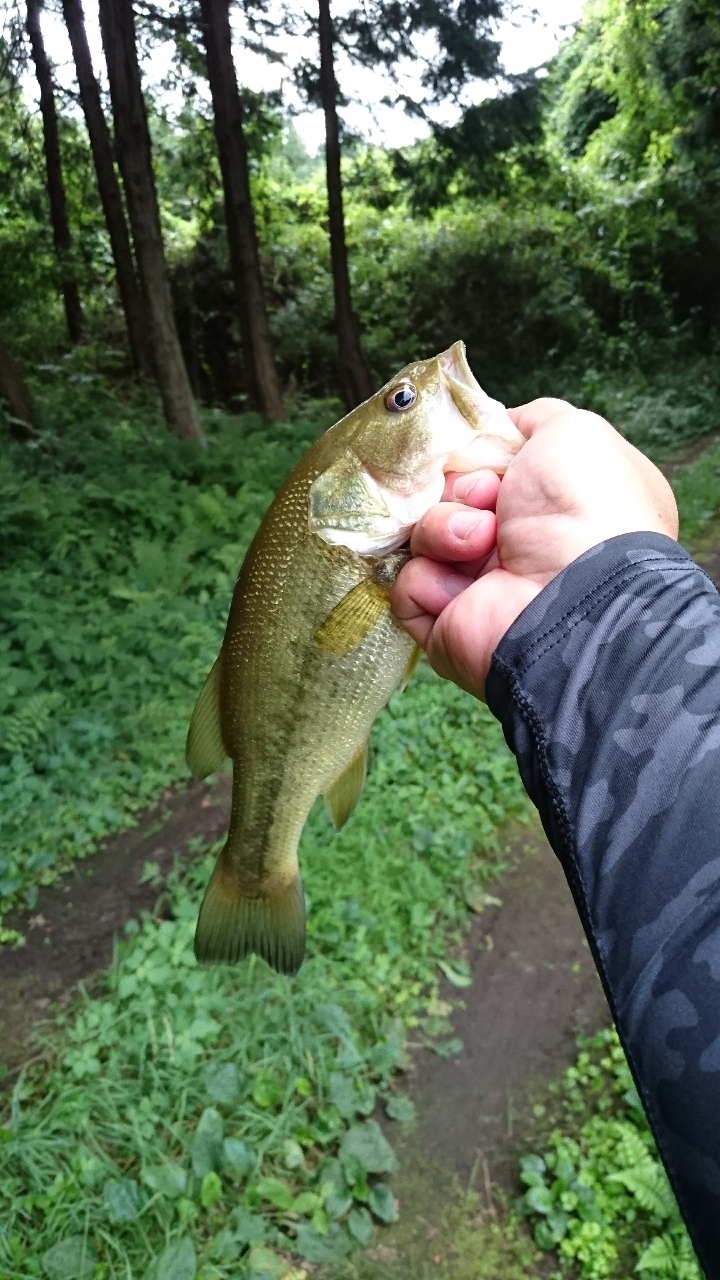 スモールマウスバス