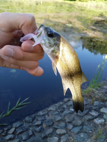 ラージマウスバスの釣果