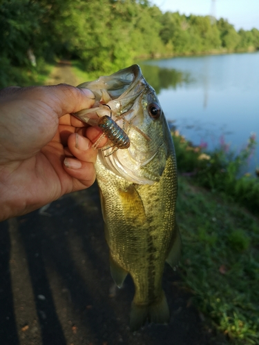 ラージマウスバスの釣果