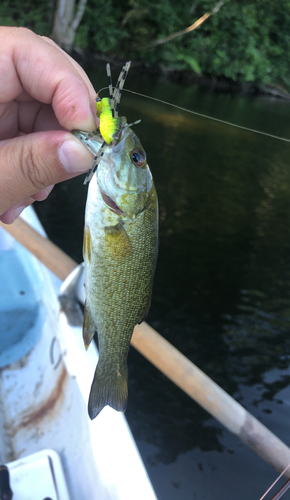 スモールマウスバスの釣果