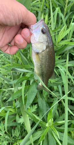 ブラックバスの釣果