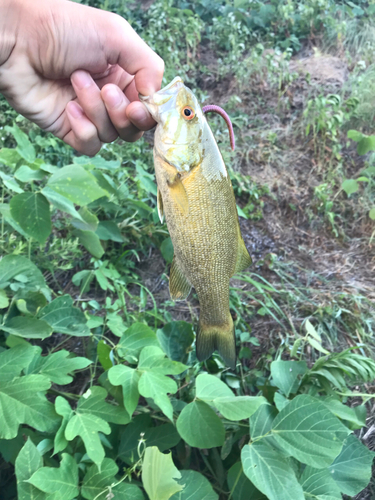 スモールマウスバスの釣果