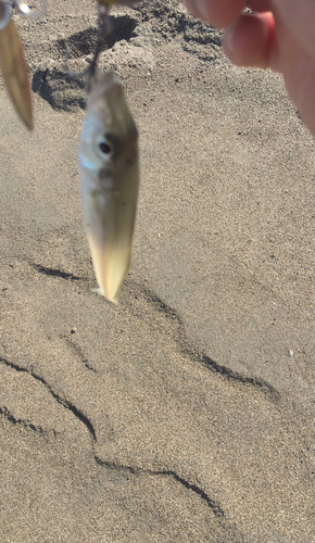 キスの釣果