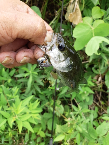 ブラックバスの釣果