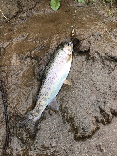 ニジマスの釣果