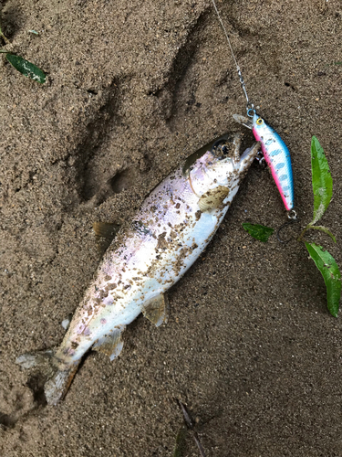 ヤマメの釣果