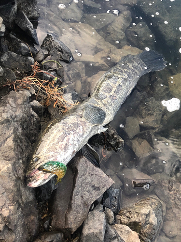 ライギョの釣果