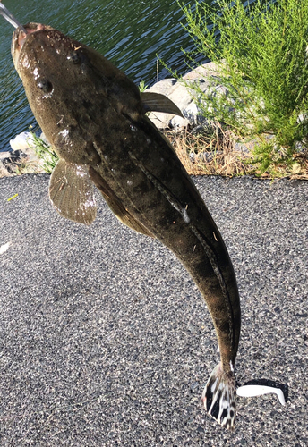 マゴチの釣果