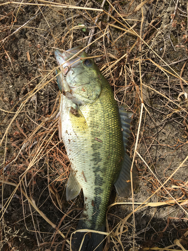 ラージマウスバスの釣果