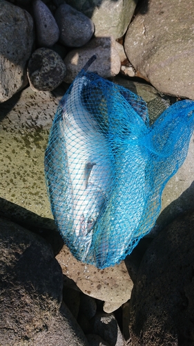 カラフトマスの釣果