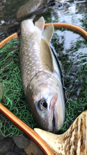 アメマスの釣果