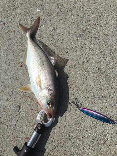 ショゴの釣果