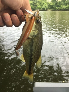 ブラックバスの釣果